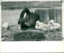 Black swan Birds - Vintage Photograph