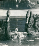 London Zoo, Black Swan. - Vintage Photograph