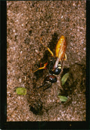 Bee - Vintage Photograph