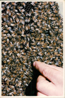 Bee - Vintage Photograph