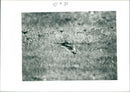 Thrush Bird - Vintage Photograph
