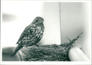 Thrush Bird - Vintage Photograph