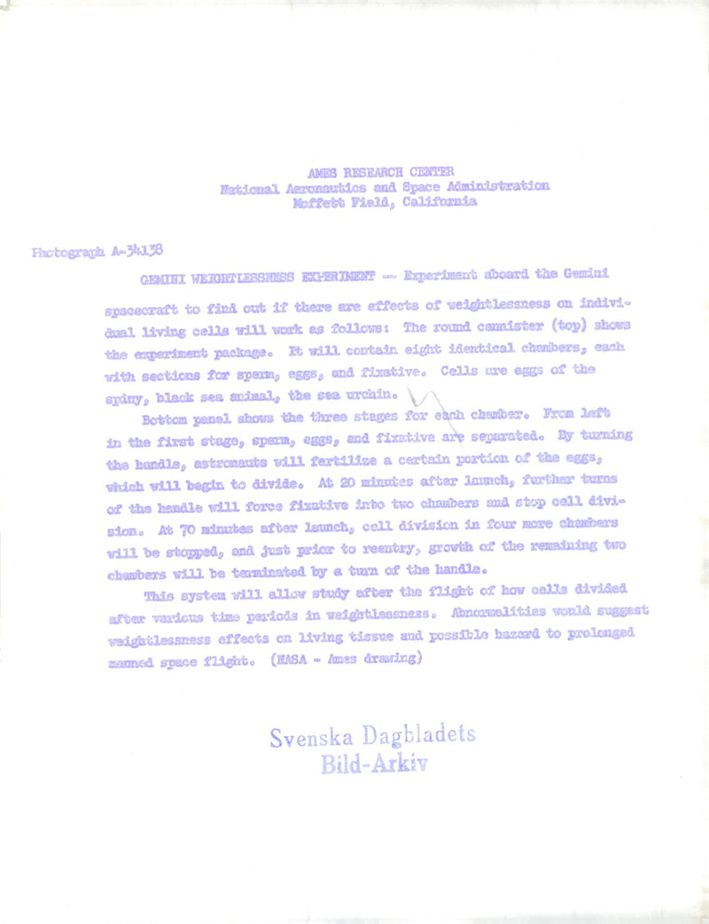 Illustration of Geminiexperiment on sea urchin eggs - Vintage Photograph