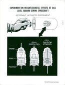 Illustration of Geminiexperiment on sea urchin eggs - Vintage Photograph