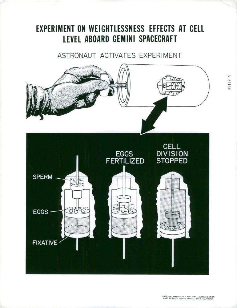 Illustration of Geminiexperiment on sea urchin eggs - Vintage Photograph