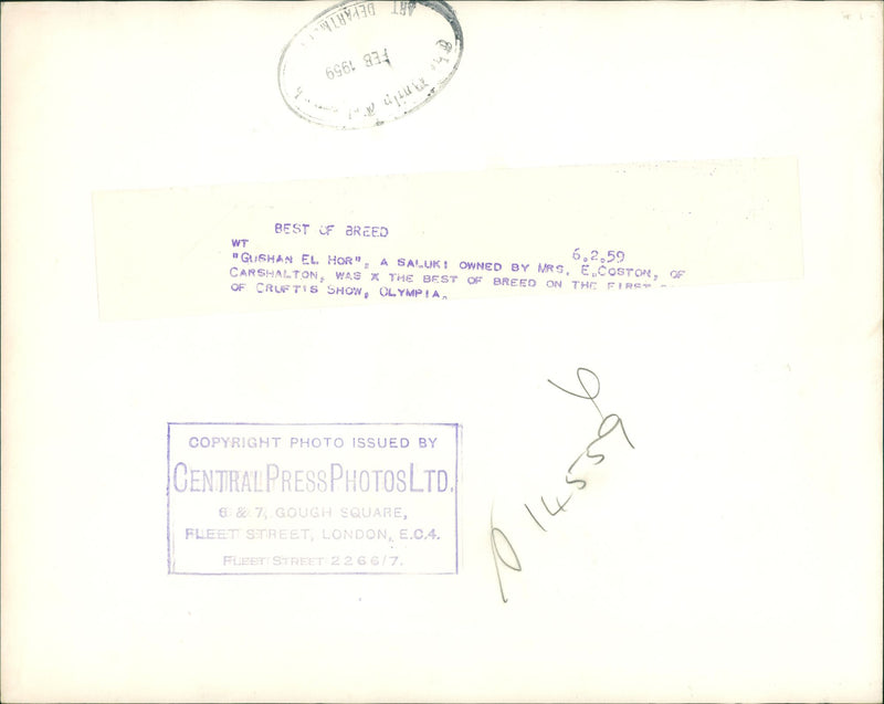 Dog: Saluki owned by Mrs. E. Coston. - Vintage Photograph