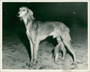 Dog: Saluki owned by Mrs. E. Coston. - Vintage Photograph