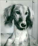Dog: Saluki - Vintage Photograph