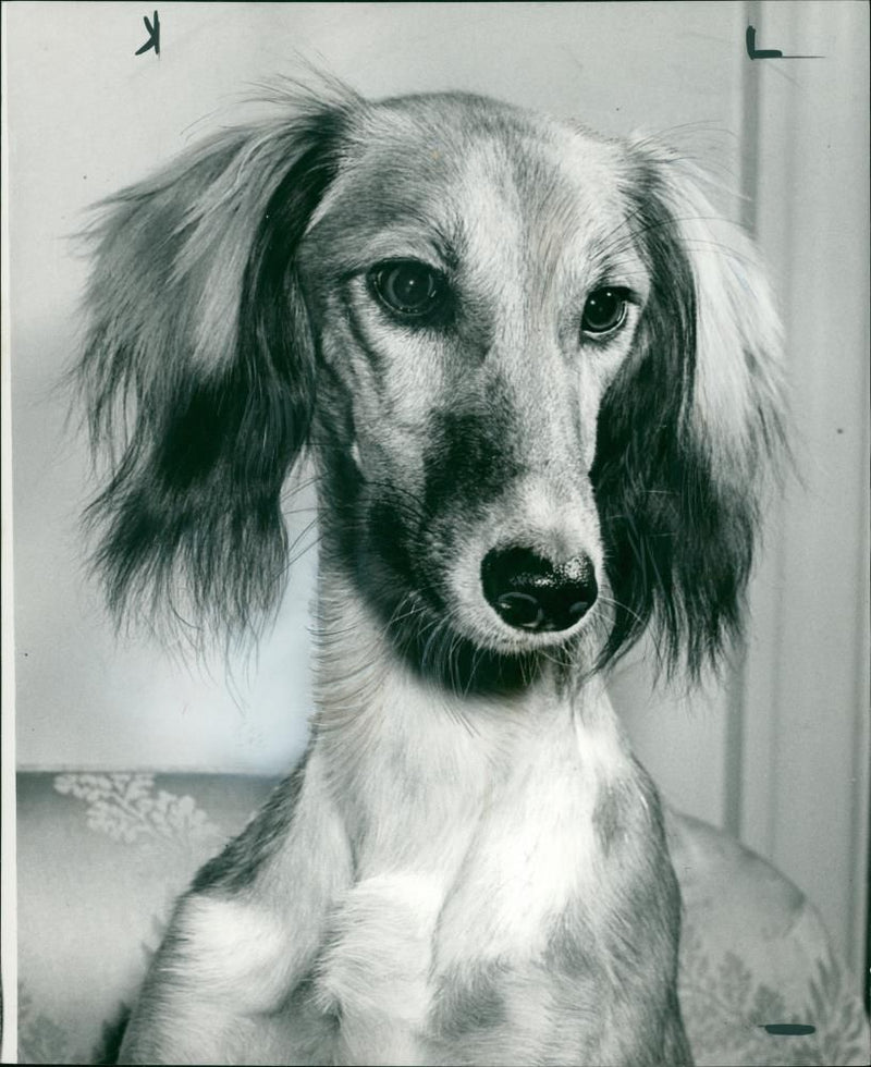 Dog: Saluki - Vintage Photograph