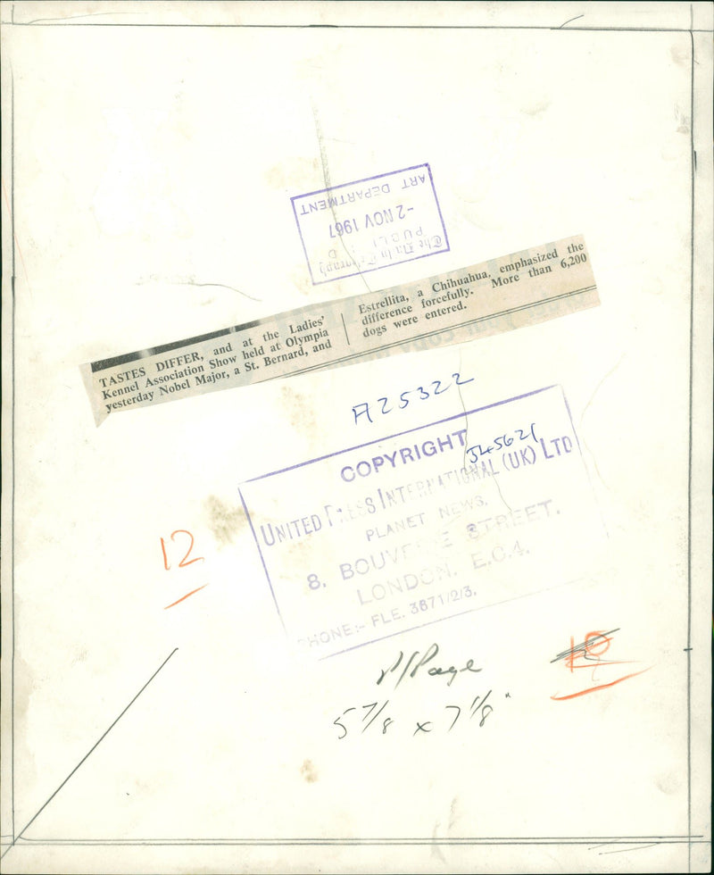 Chihuahua Dog breed - Vintage Photograph