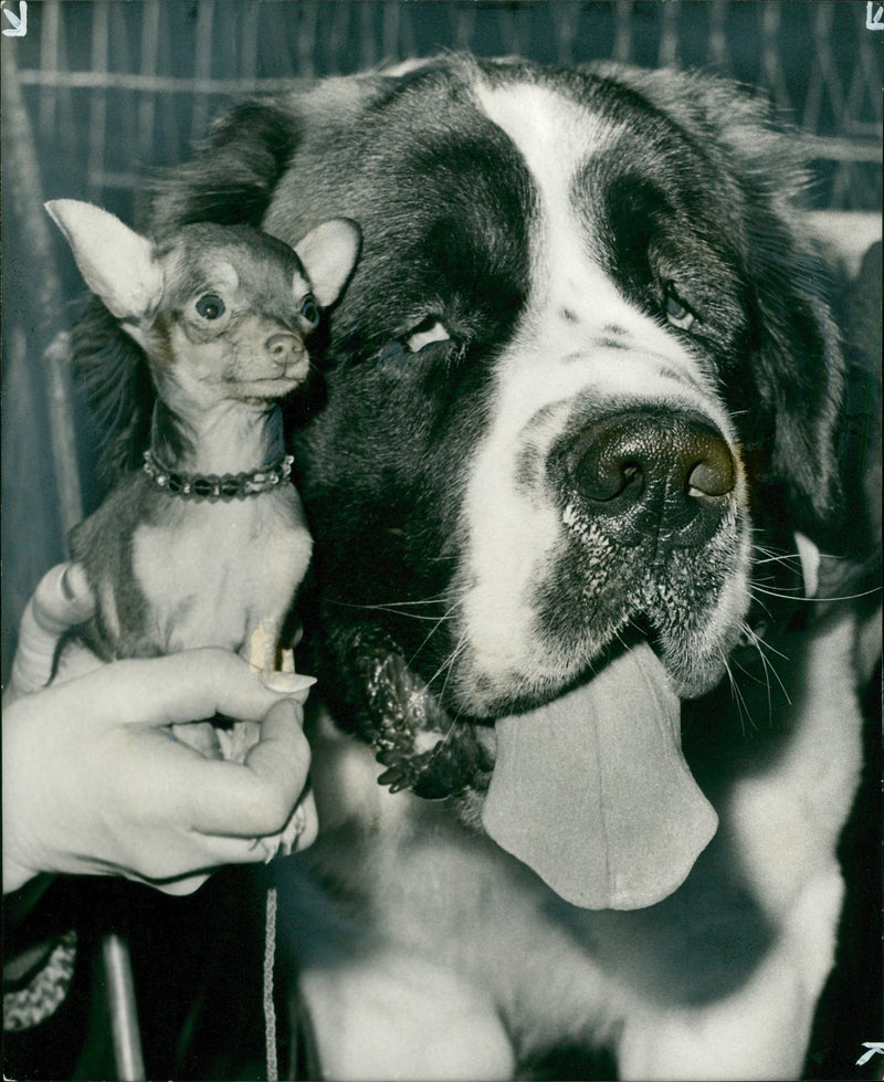 Chihuahua Dog breed - Vintage Photograph