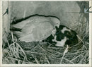 pigeon - Vintage Photograph