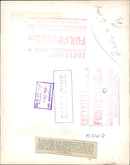 pigeon - Vintage Photograph