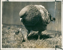 pigeon - Vintage Photograph