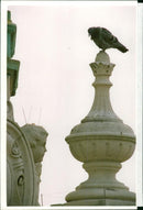 pigeon - Vintage Photograph