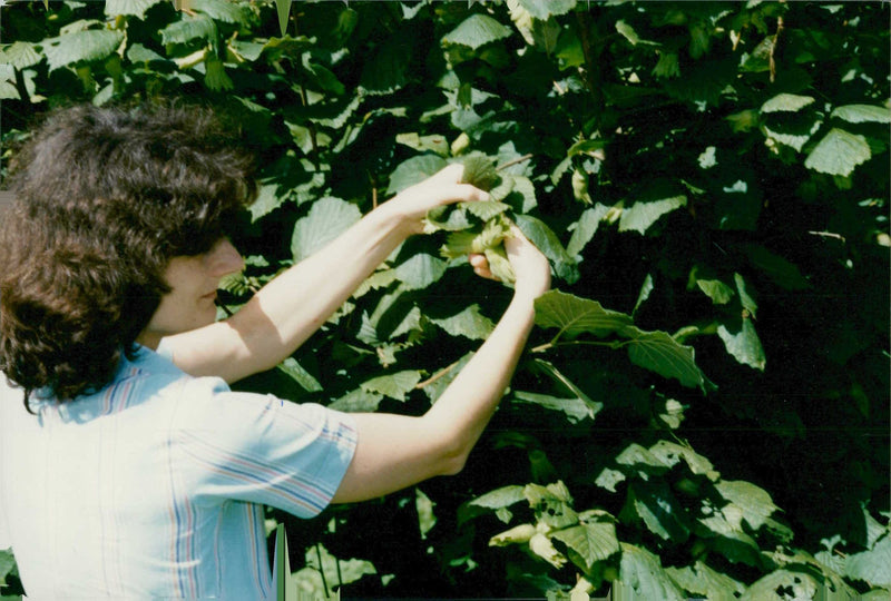 Hazelnut. - Vintage Photograph