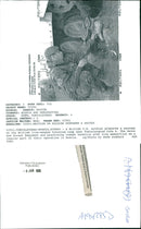 bosnian war british un troops. - Vintage Photograph