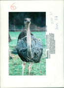 Bird: Ostrich - Vintage Photograph
