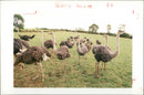 Bird: Ostrich - Vintage Photograph