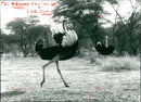 Bird: Ostrich - Vintage Photograph