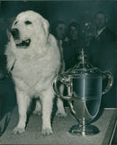 Great Pyrenees Dog breed. - Vintage Photograph