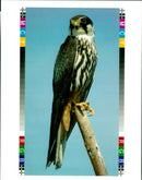 Bird: Hobby - Vintage Photograph