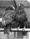 Parrot - Vintage Photograph