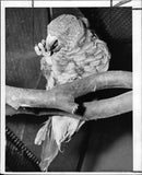 Parrot - Vintage Photograph