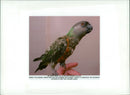Parrot - Vintage Photograph