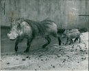 warthog - Vintage Photograph