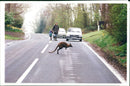 Red-necked wallaby Animal. - Vintage Photograph