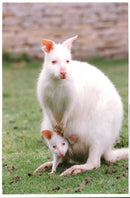 Red-necked wallaby Animal. - Vintage Photograph