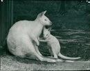 Red-necked wallaby Animal - Vintage Photograph