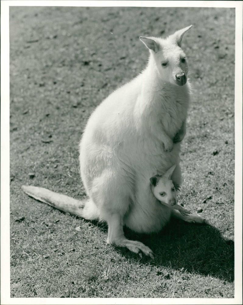 Red-necked wallaby Animal - Vintage Photograph