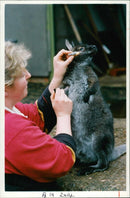 Red-necked wallaby Animal. - Vintage Photograph