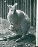 Red-necked wallaby Animal. - Vintage Photograph