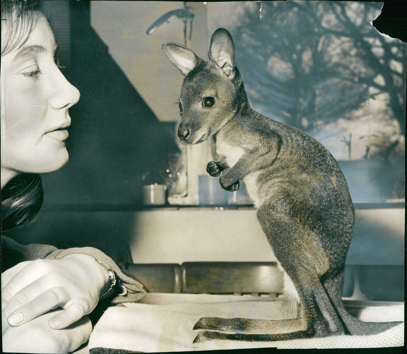 Red-necked wallaby Animal. - Vintage Photograph