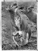 Red-necked wallaby Animal. - Vintage Photograph