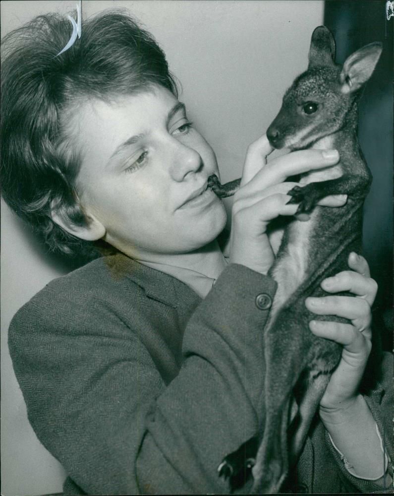 Red-necked wallaby Animal. - Vintage Photograph