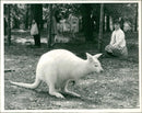 Red-necked wallaby Animal. - Vintage Photograph