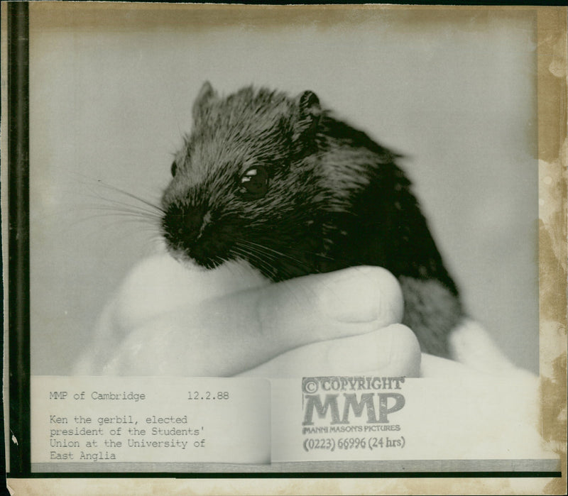 Animal: Gerbil - Vintage Photograph