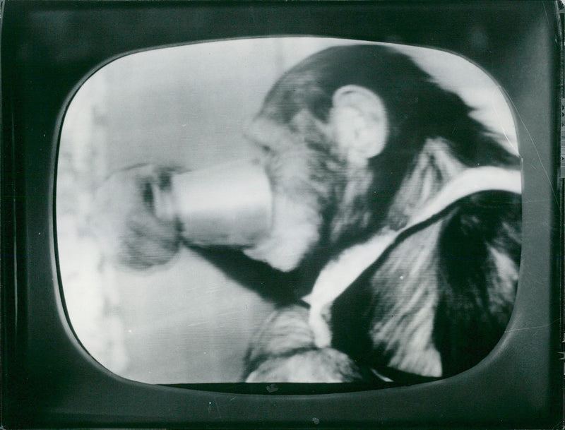 Gorilla i danskt barnprogram - Vintage Photograph