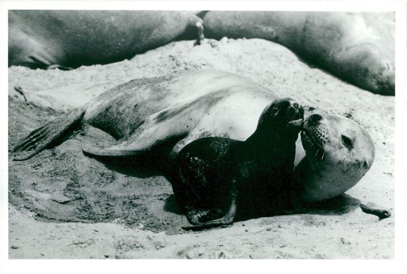 Sea lions - Vintage Photograph