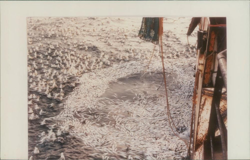 Fishing - Vintage Photograph