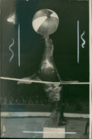 Sea lion - Vintage Photograph