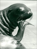 Sea lion - Vintage Photograph