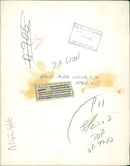 Sea lion - Vintage Photograph