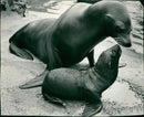 Sea lion - Vintage Photograph
