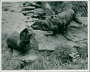 Sea lion - Vintage Photograph