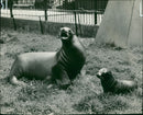 Sea lion - Vintage Photograph